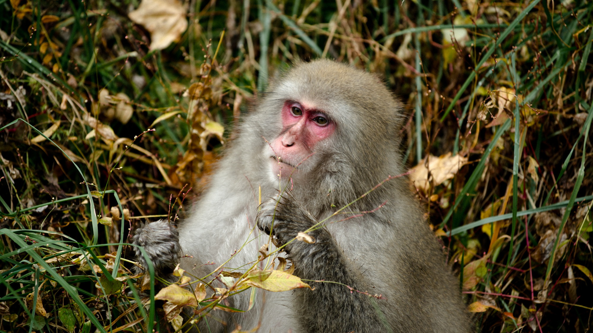 【吾妻の猿】時折、吾妻山に生息する野生の猿を見ることができます。