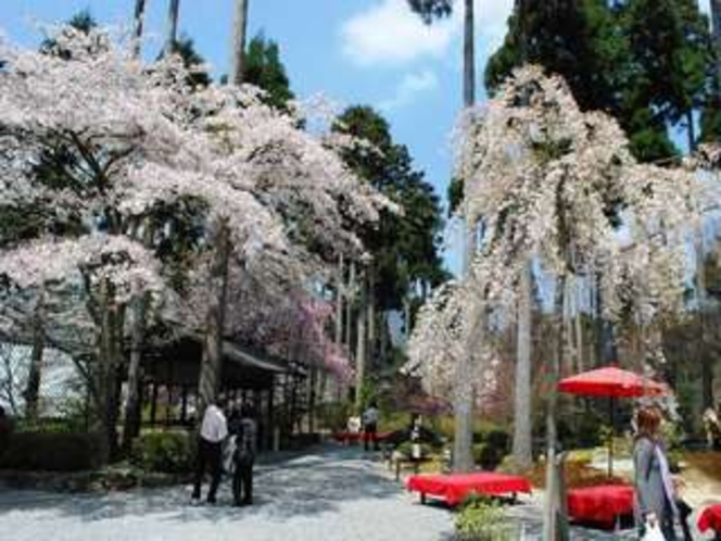 意外と知られていない三千院の桜！