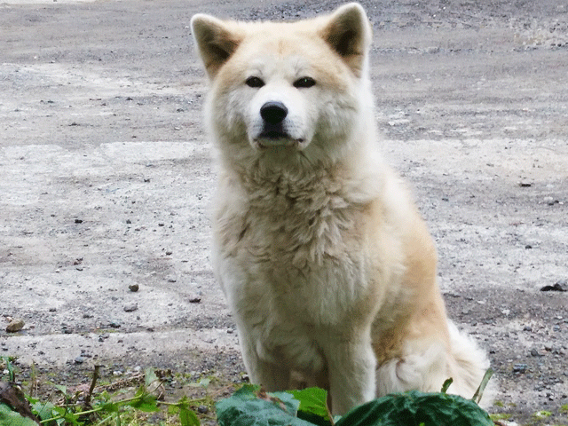 オソウシ温泉鹿乃湯荘 格安予約 宿泊プラン料金比較 トラベルコ