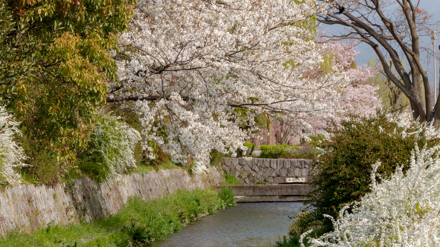 春爛漫、みそそぎ川縁の桜、雪柳