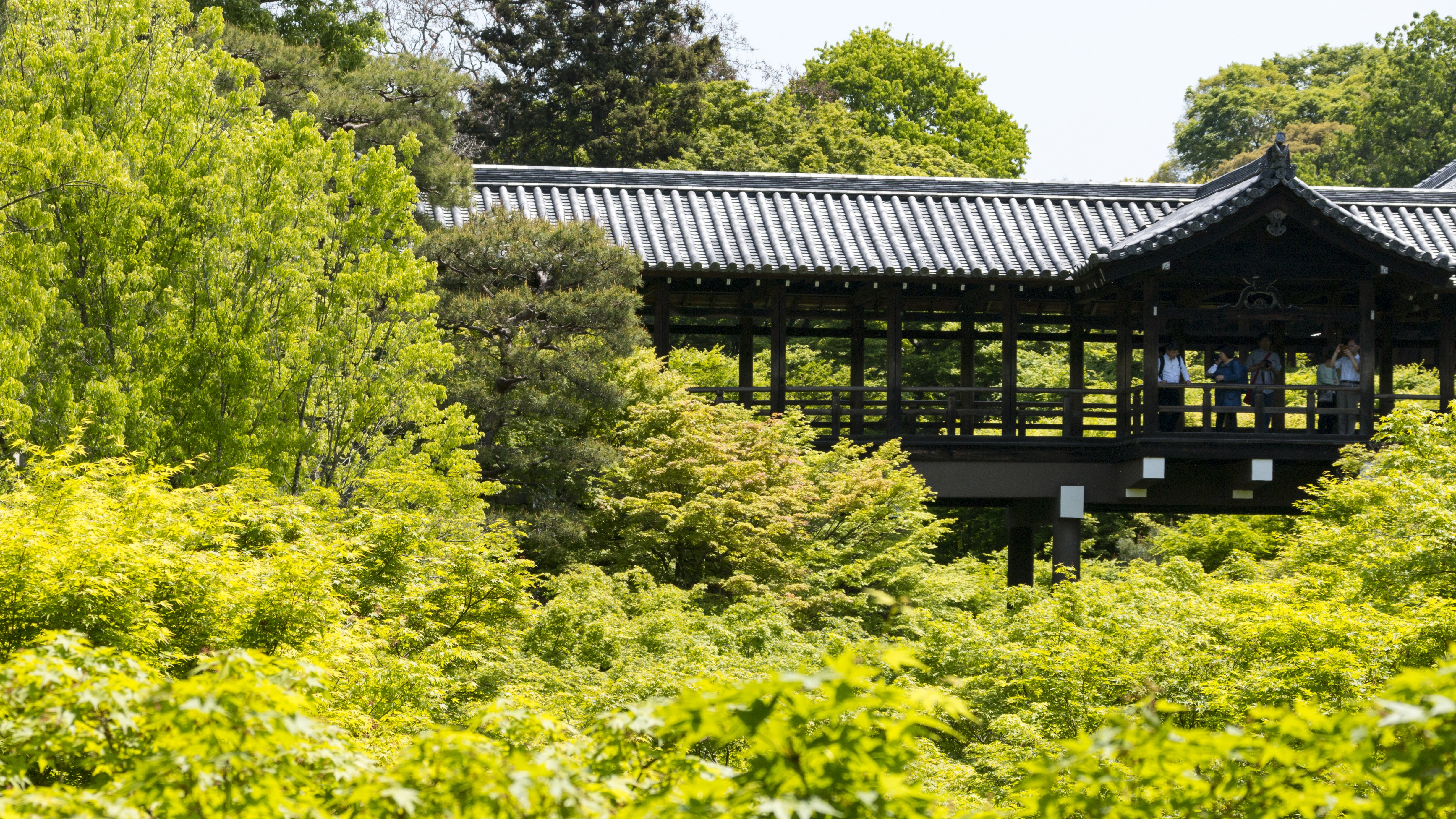 青もみじの東福寺