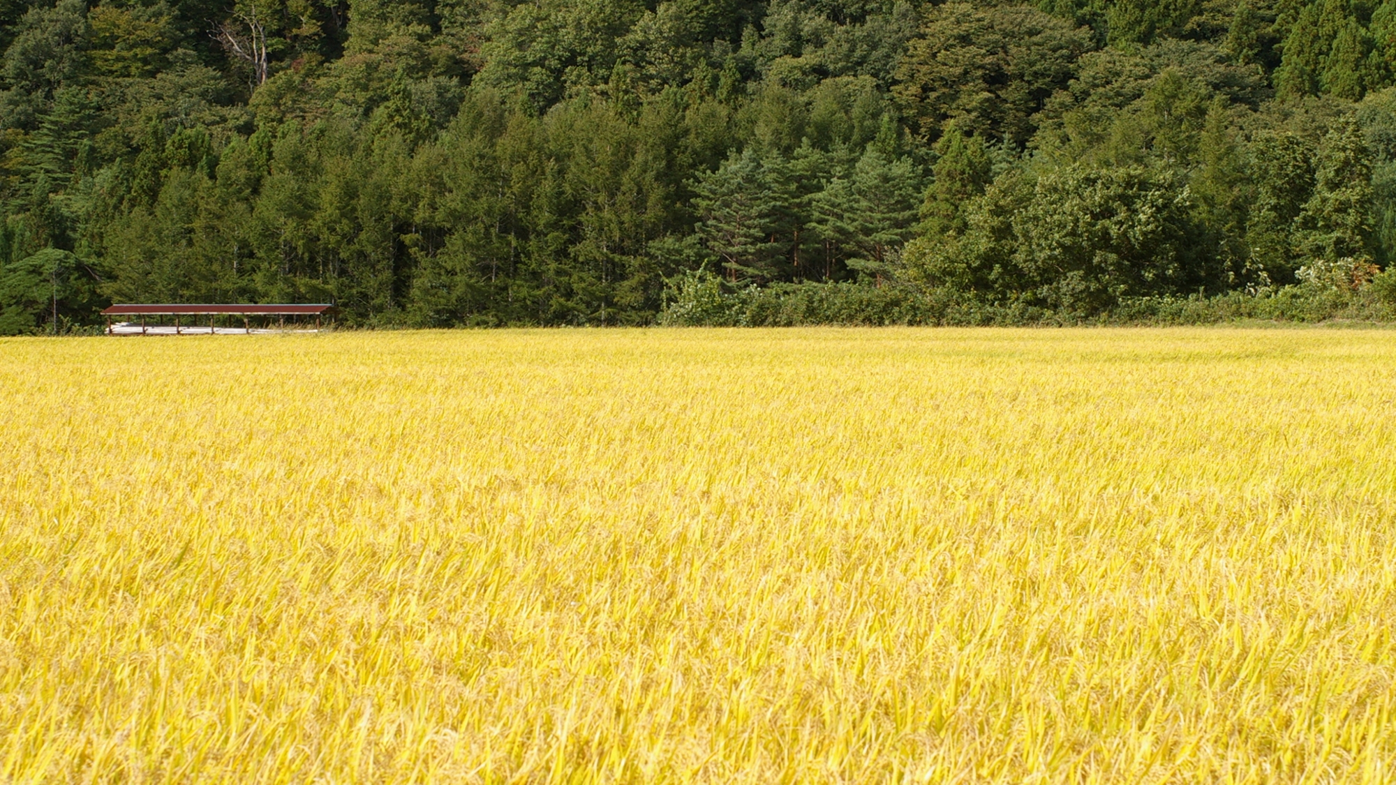 *季節の光景(秋)／稲穂の景色が秋の到来を感じさせます