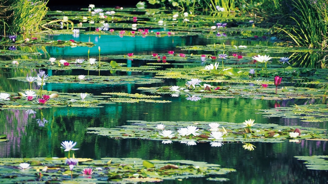【自然体験プラン】北川村「モネの庭」マルモッタン入園チケット付きプラン