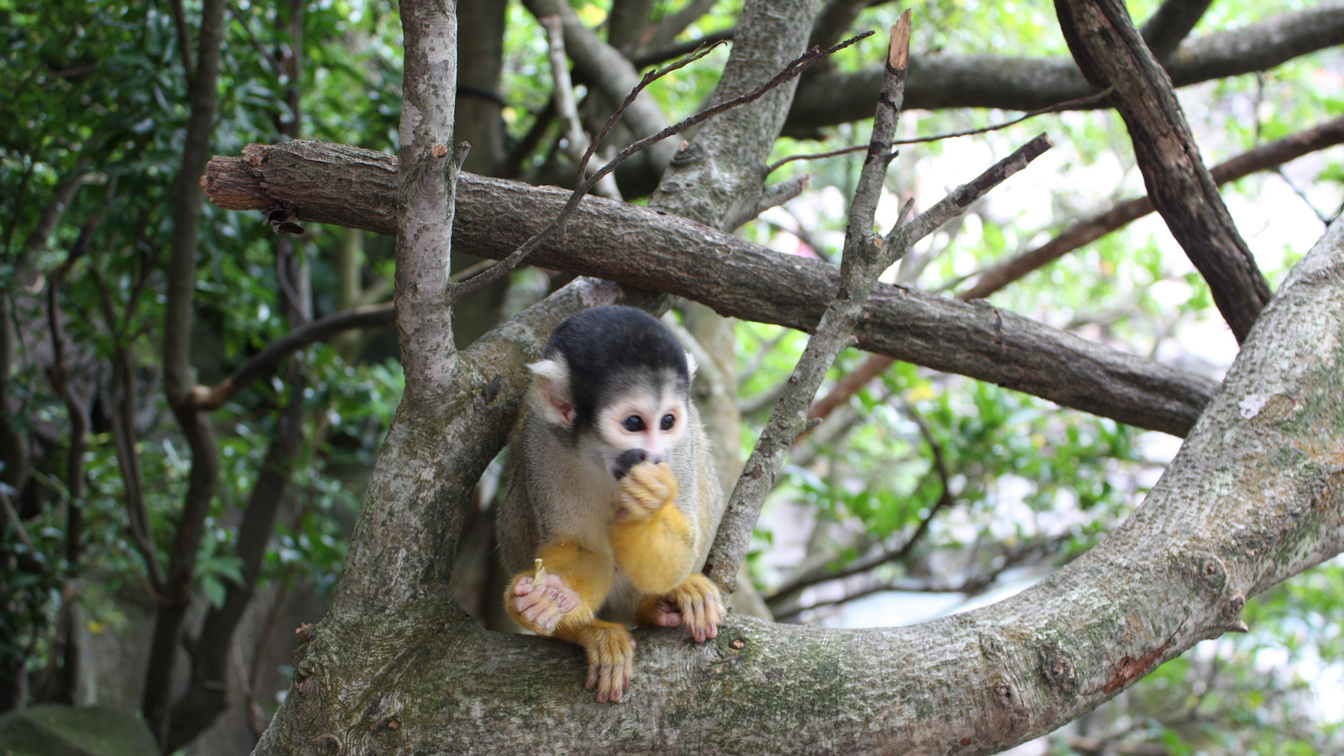 【伊豆シャボテン動物公園入園券付き】スタンダードバイキング　花プラン＜夕食時ドリンクインクルーシブ＞