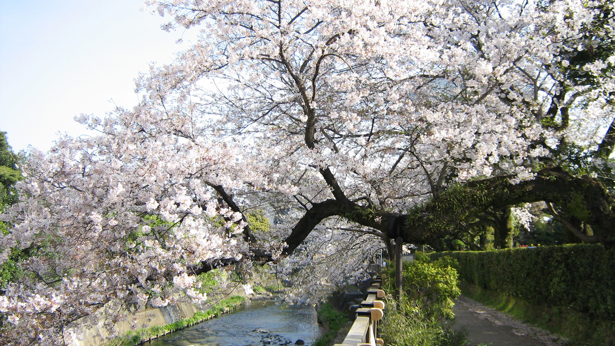 ◆ライトアップもきれいな松川の桜並木は伊東の桜の名所＜当館から徒歩約4分＞
