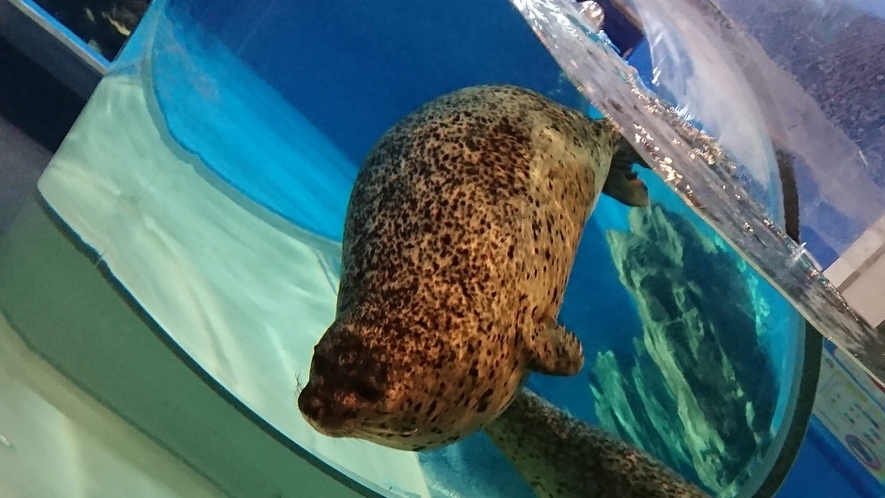 【海望周辺情報】のとじま水族館「アザラシ万華鏡」(車で約20分)