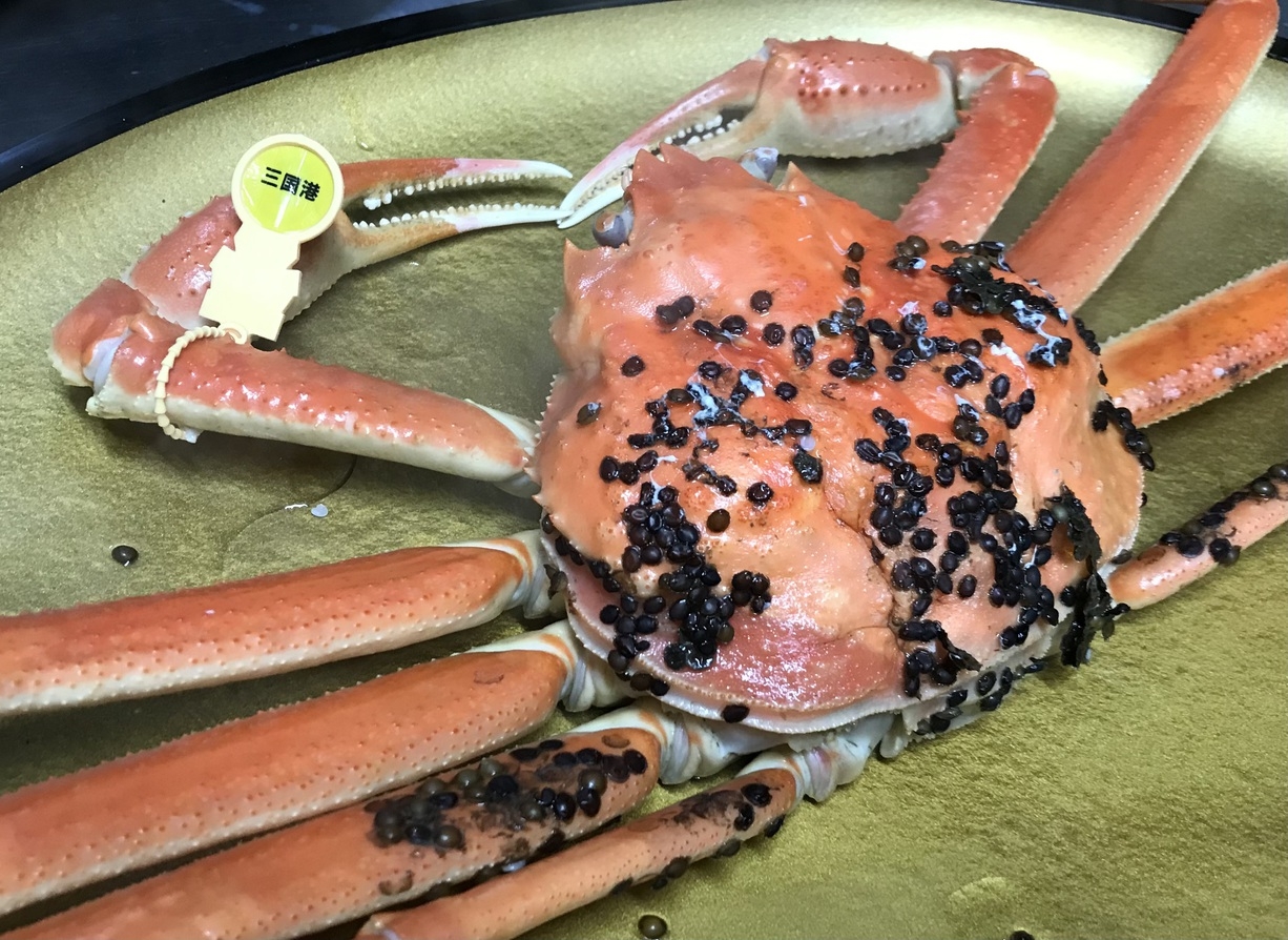【茹でカニ中】越前がにフルコースプラン＜かに鍋付＞【訳ありだけどやっぱり三国産が美味い！】