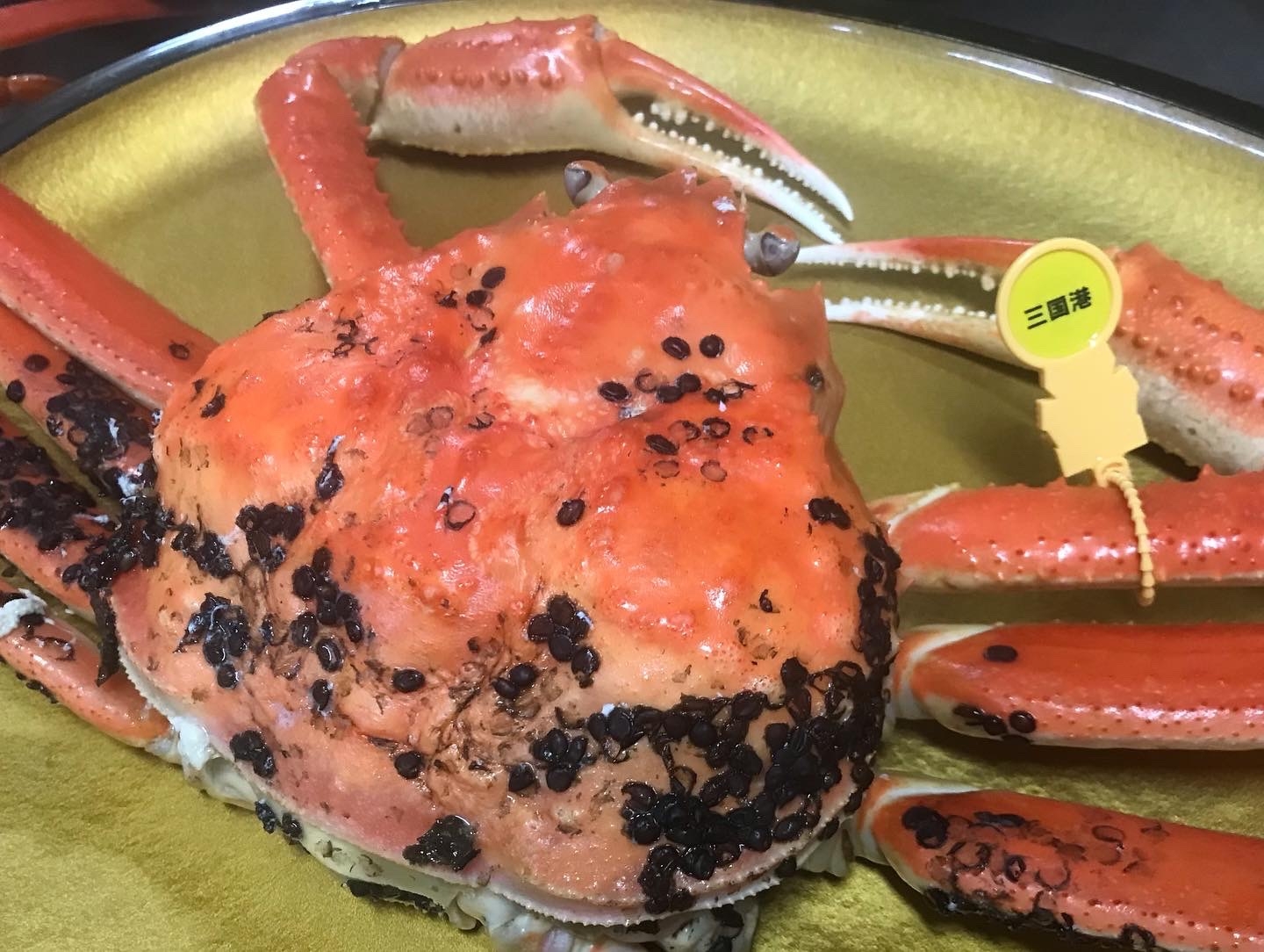 【茹でカニ大】越前がにフルコースプラン＜かにしゃぶ＋雑炊付＞【訳ありだけどやっぱり三国産が美味い！】