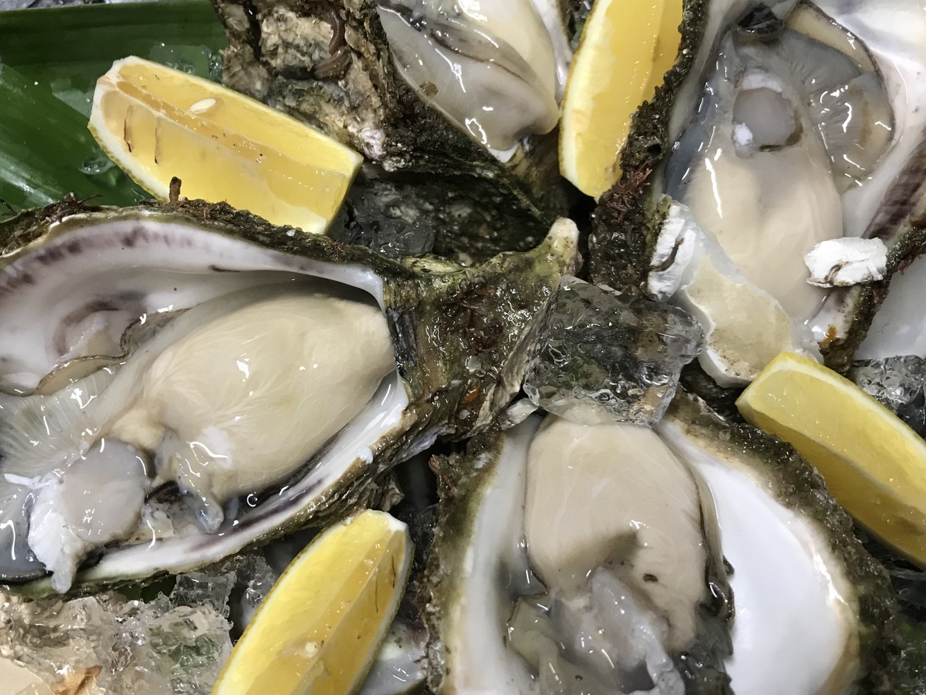 新鮮ぴちぴち！◆自船・栄帆丸直送！船長とくとく天然地魚プラン　