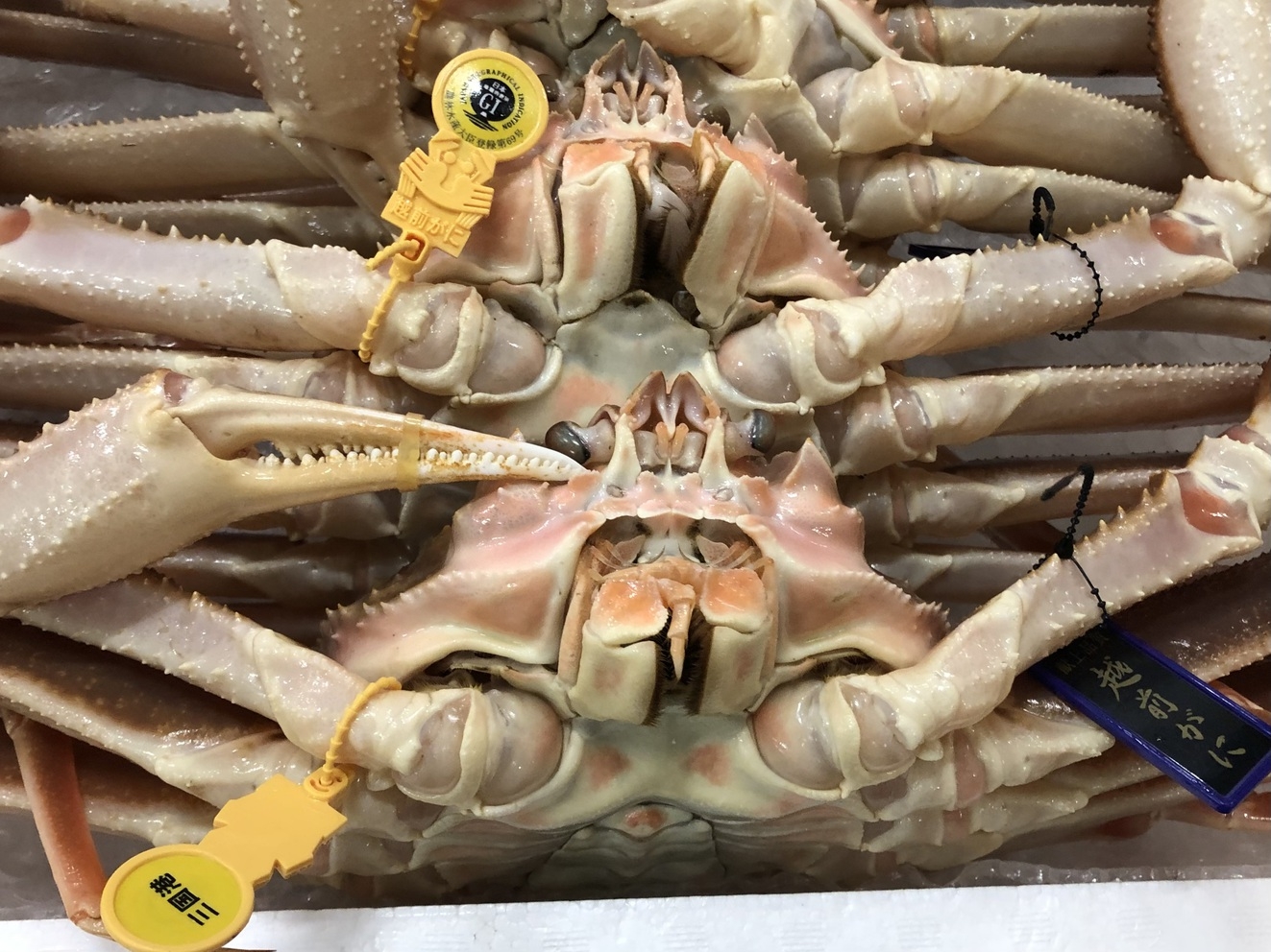 こんなの待ってた！越前がに（大）【ゆで蟹2人で1杯】＋蟹鍋（〆は蟹雑炊）＆旬のお刺身盛＋焼魚プラン