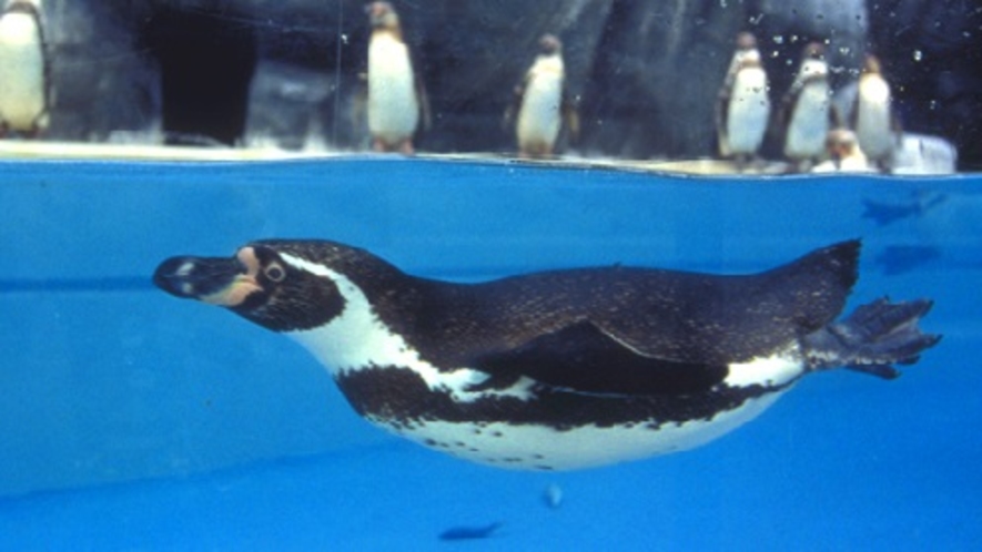 マリンピア日本海　ペンギン