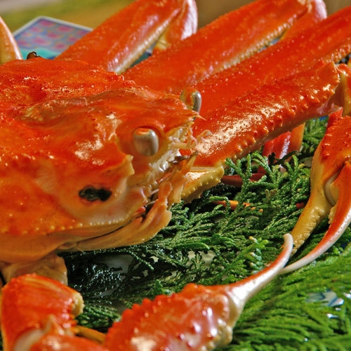 【冬旅しまね】☆山陰の冬の味覚『松葉ガニ』プラン☆境港産活松葉ガニ１枚を茹で・焼き・鍋で堪能♪