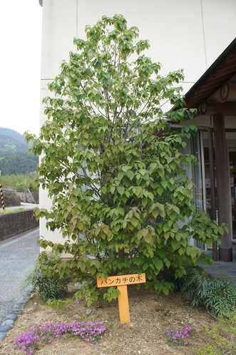 珍しいハンカチの木。