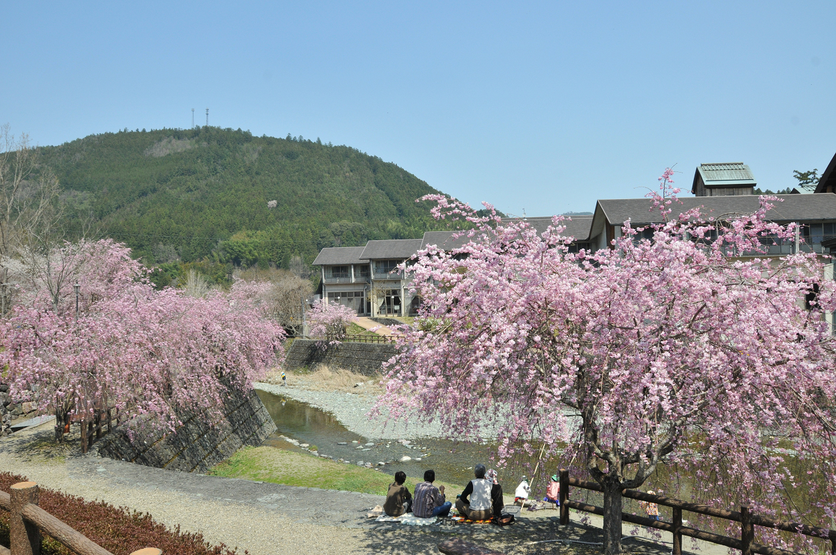 ふれあい公園はしだれ桜の名所