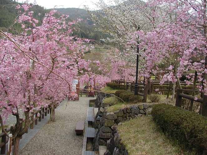 公園の至る所に桜が。