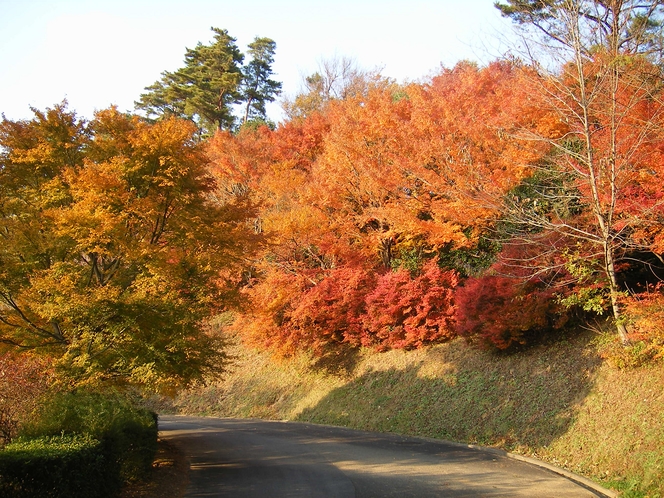 神山森林公園の紅葉。