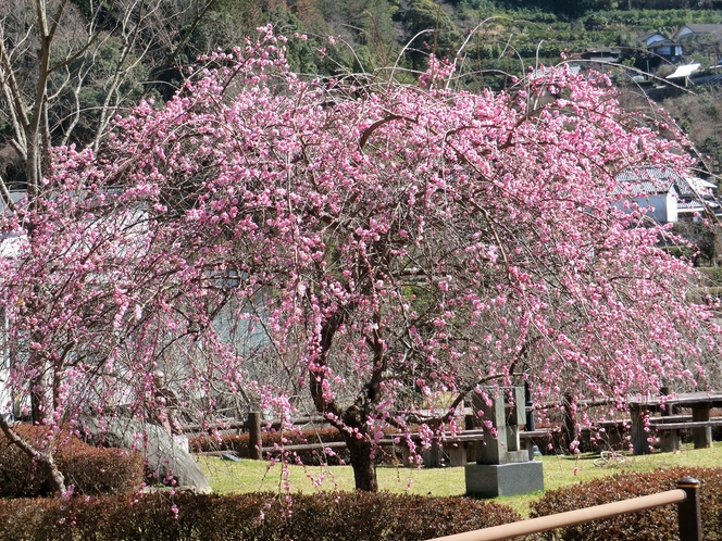 ふれあい公園はしだれ梅で春を迎えます。