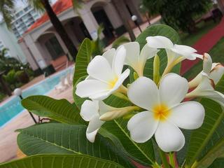 プルメリア