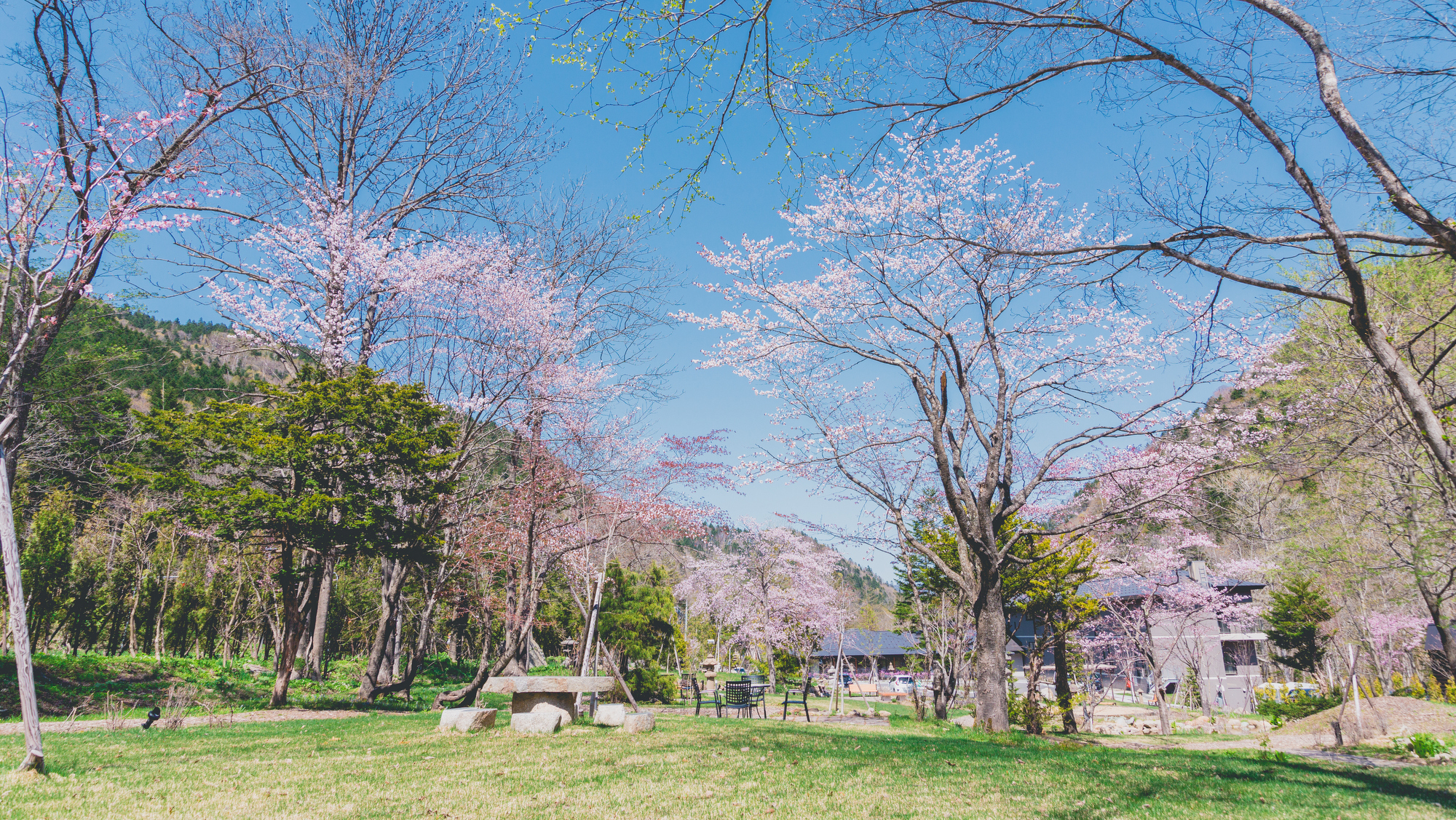 【庭園】道内は5月上旬～見頃を迎えます