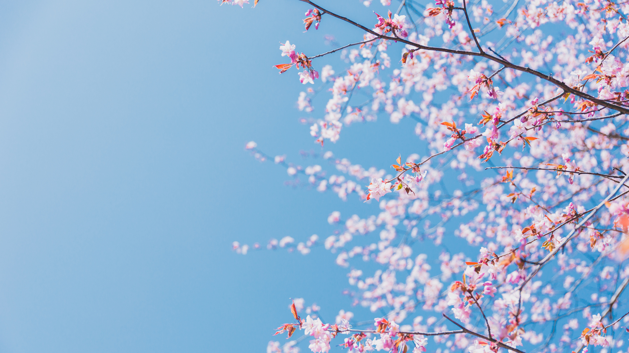 【庭園】桜