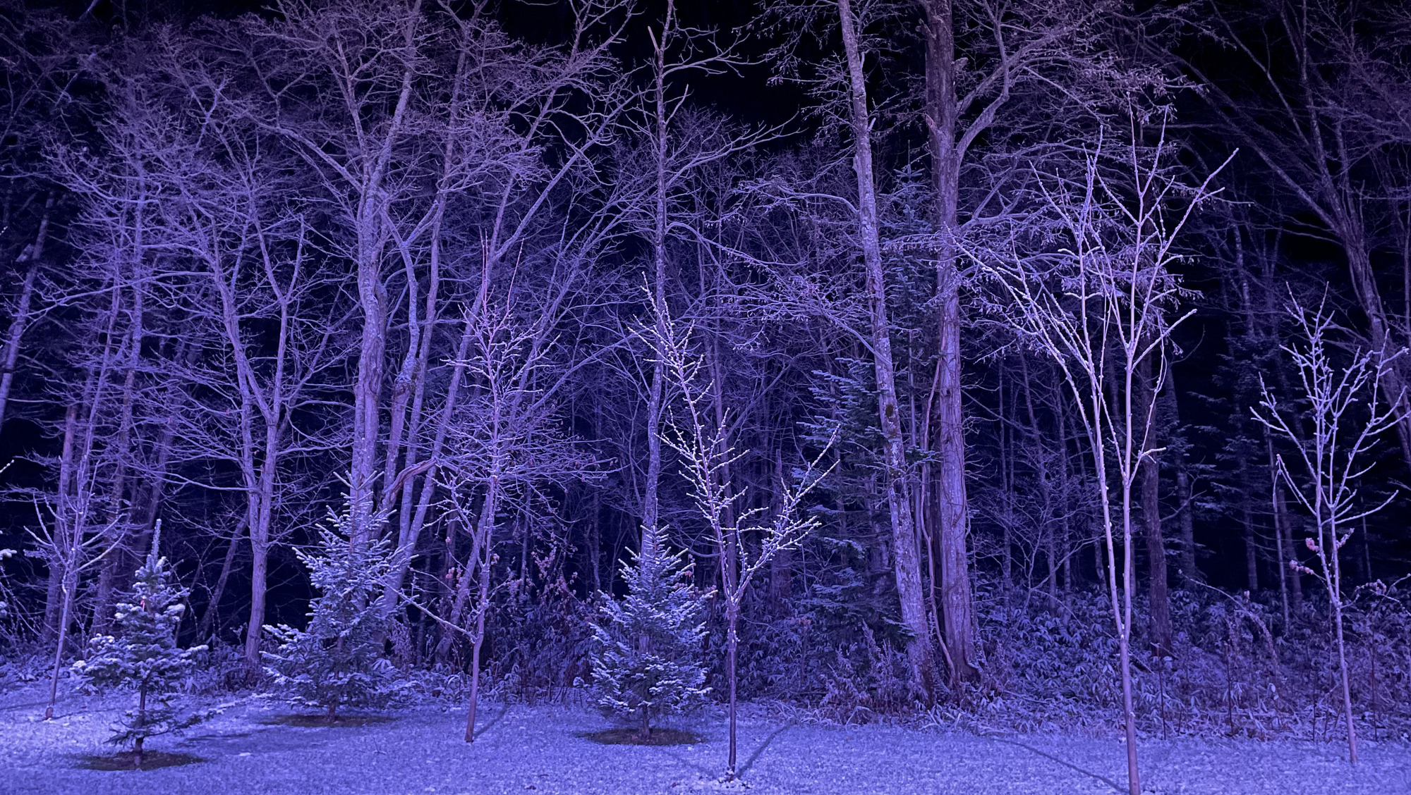 ライトアップの色によって、さまざまに表情を変える木々。ここでしか出合えない風景
