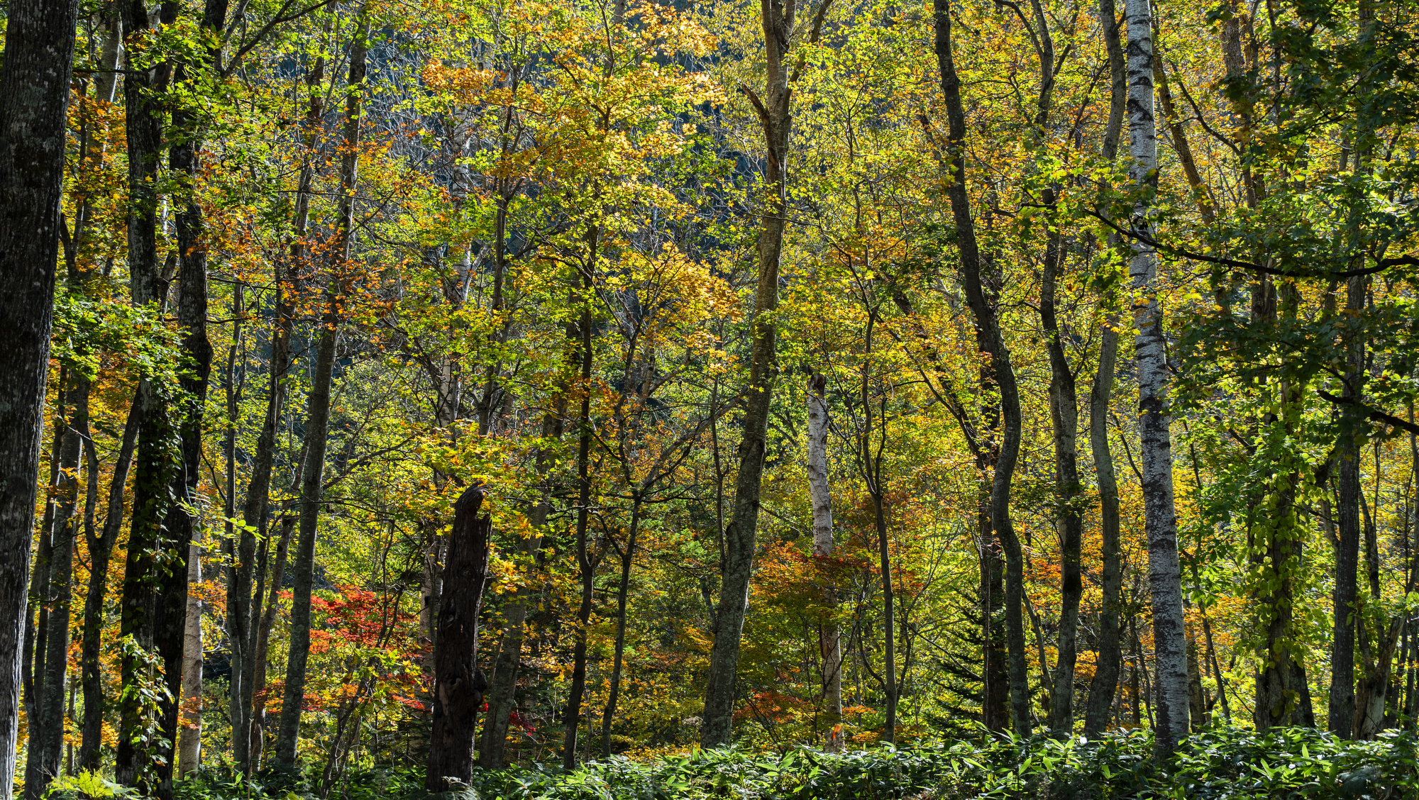 【エステサロン美湯手 bi-you-te】大きな窓越しに眺めるのは国立公園に隣接する深い森