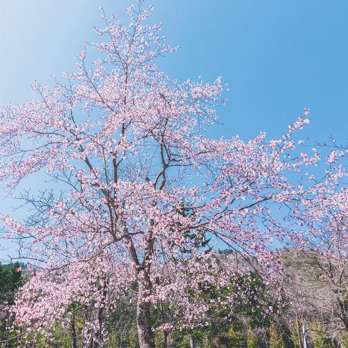 【庭園】春　満開の桜