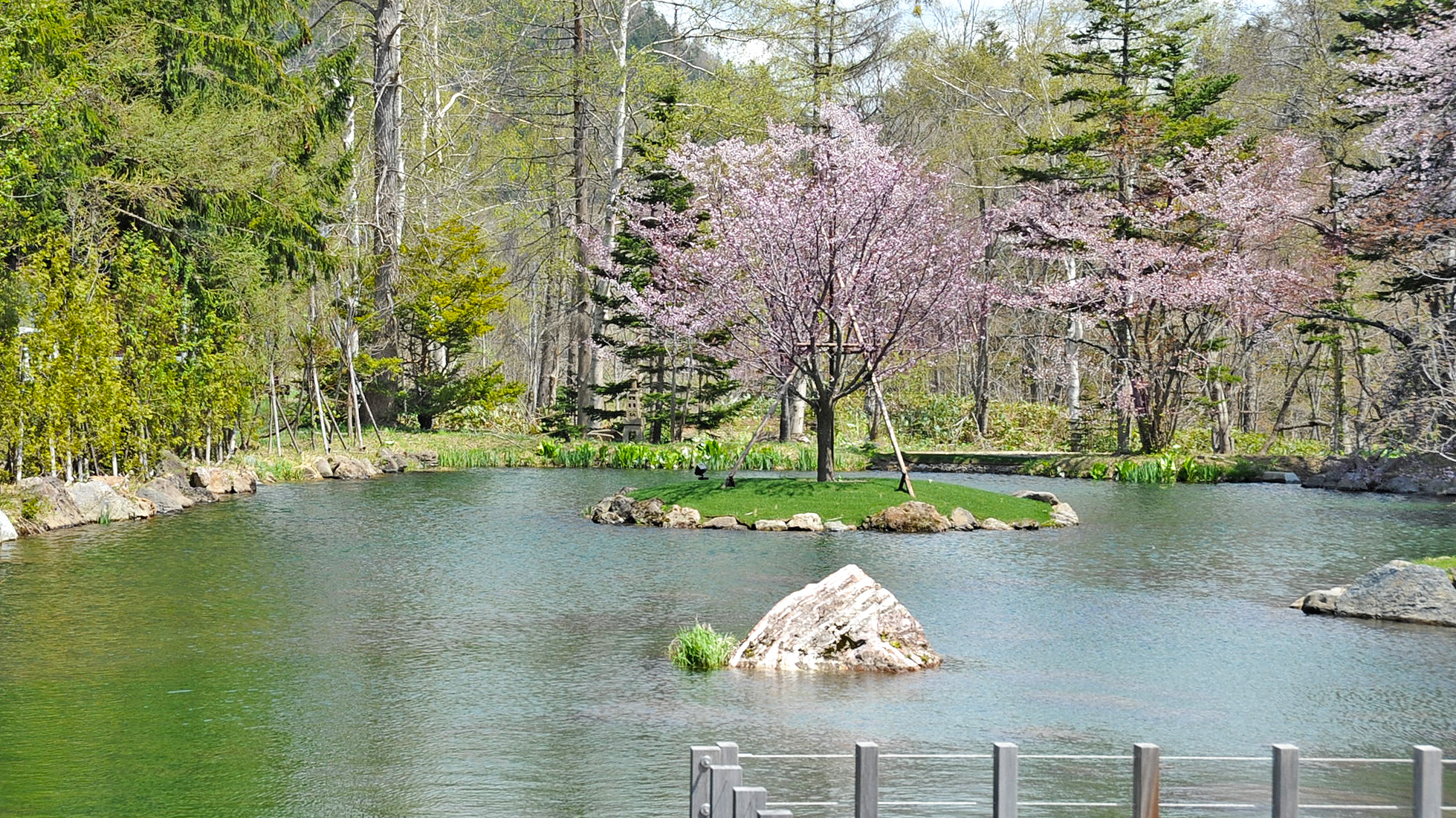 【池庭】池の中島で咲き誇るエゾヤマザクラ