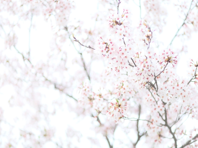 ４月の桜