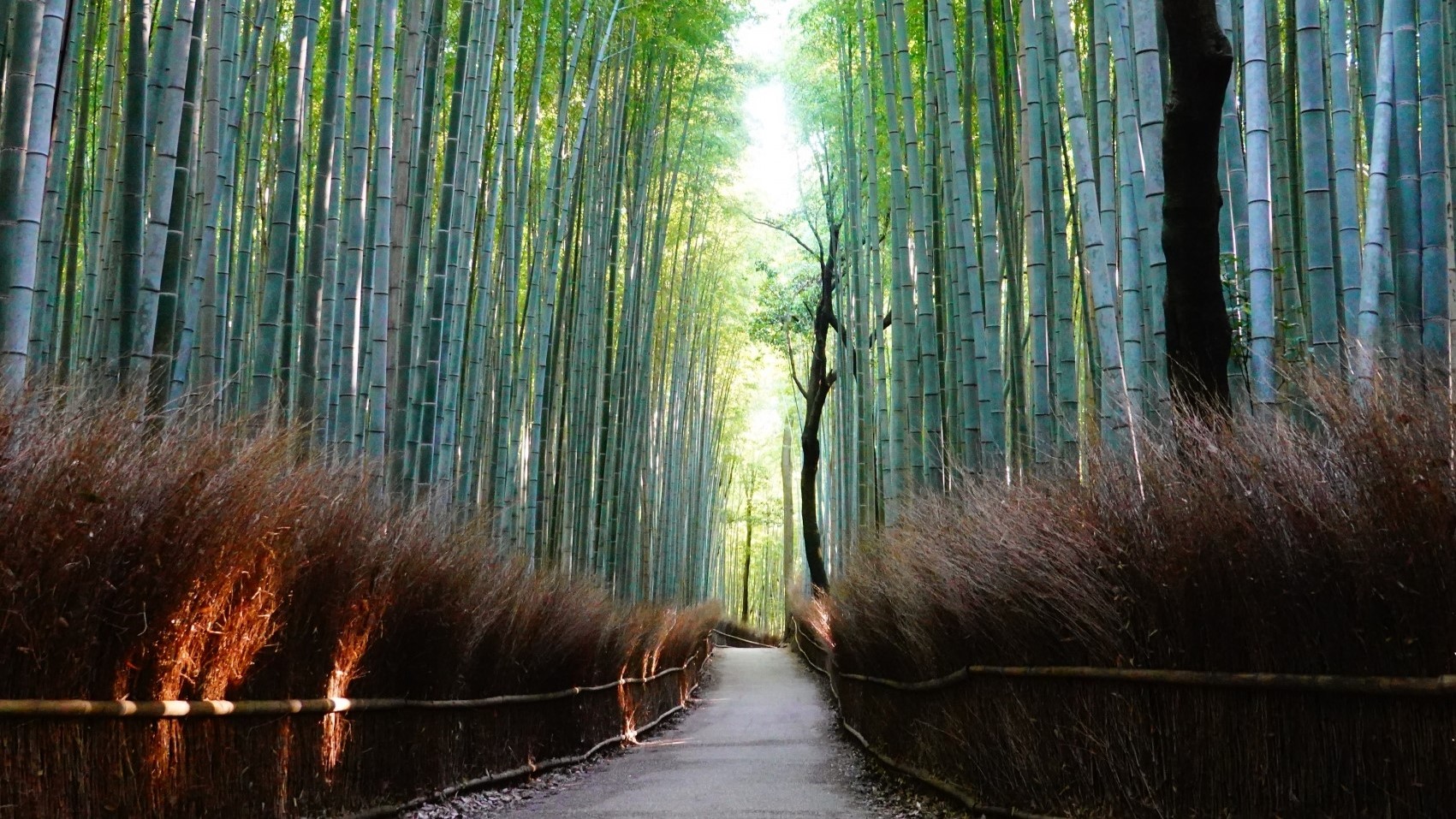 ■嵐山・竹林の小径■渡月橋の北側、嵯峨野に広がる竹林の小径をのんびり散歩してはいかがでしょう。