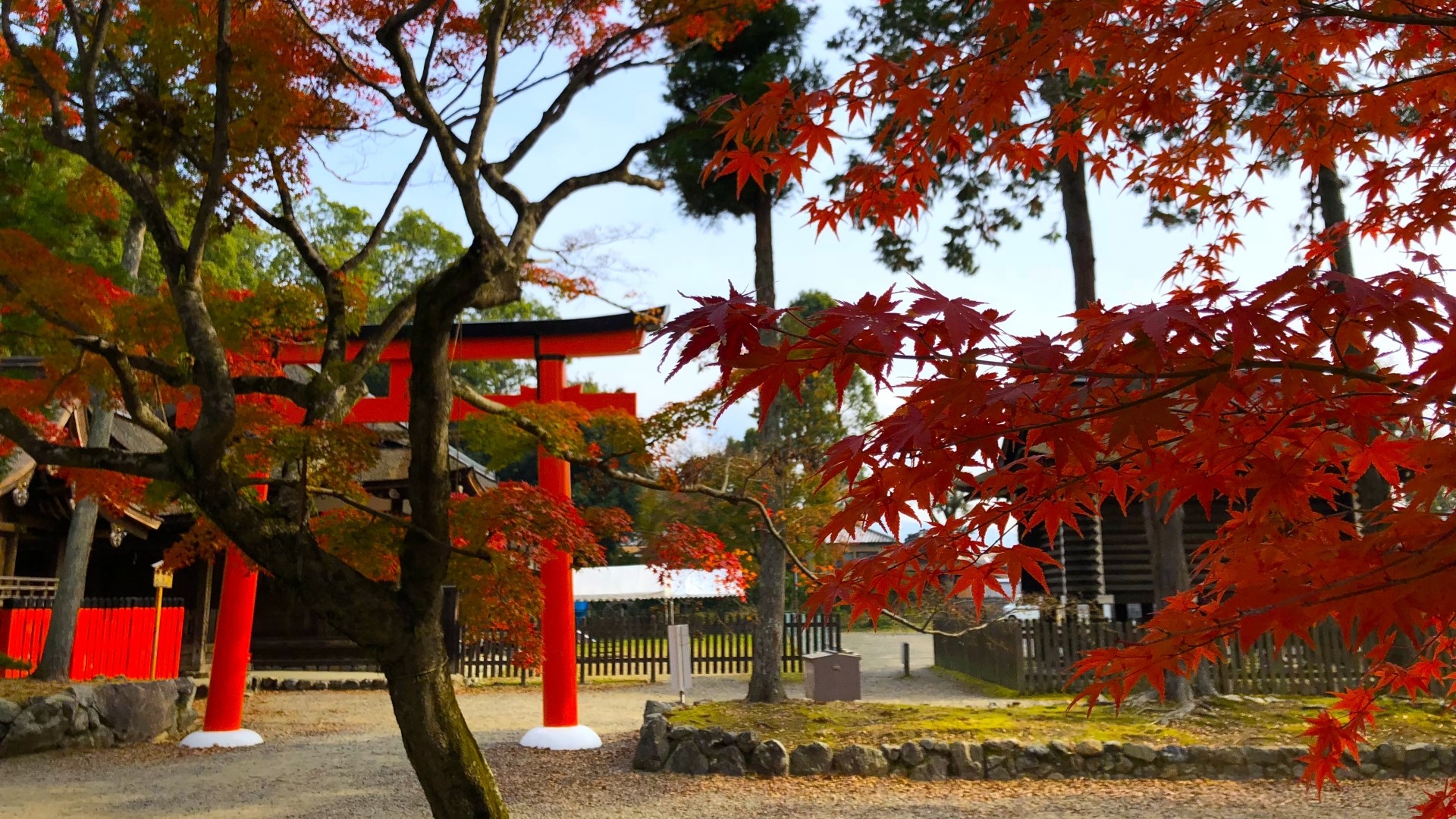 ■上賀茂神社■例年の紅葉の見頃は11月中旬～11月下旬