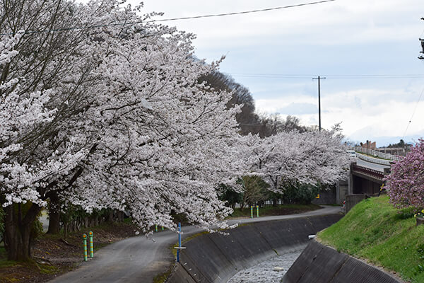 古城荘前には桜が綺麗に咲き誇ります