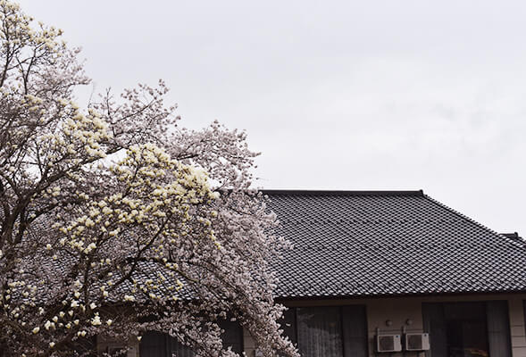 桜の時期の古城荘