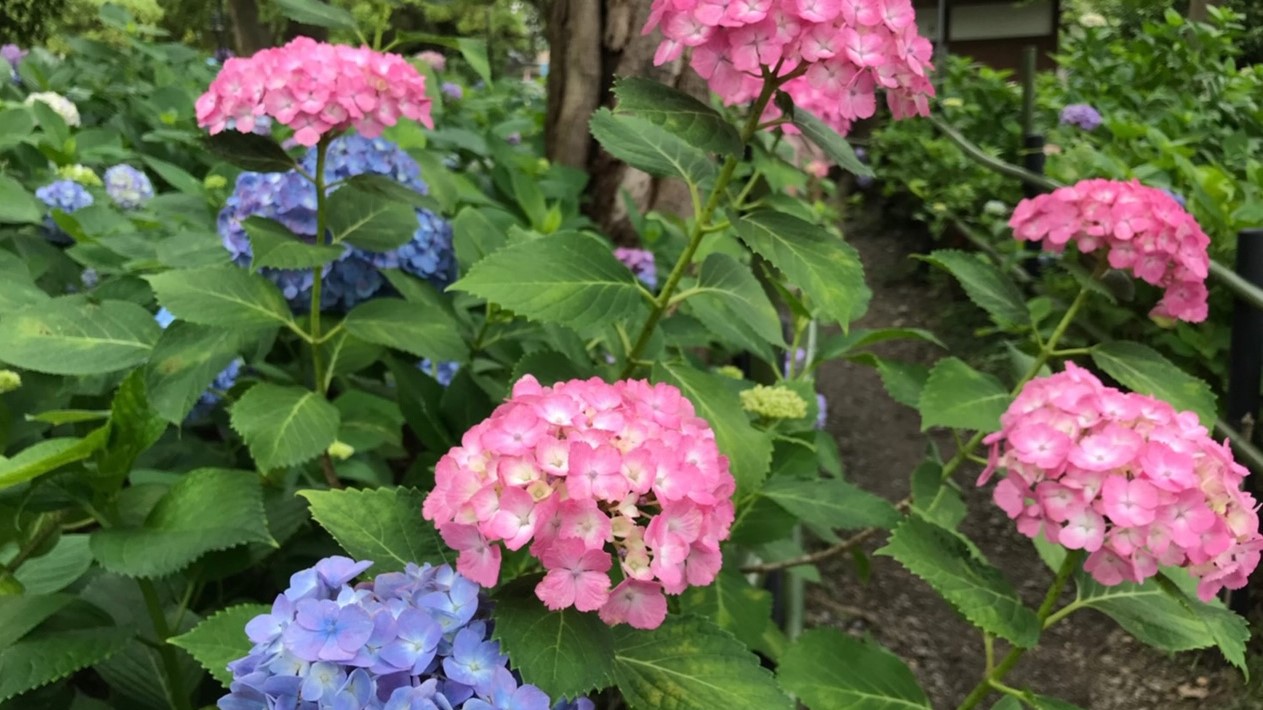 紫陽花　藤森神社