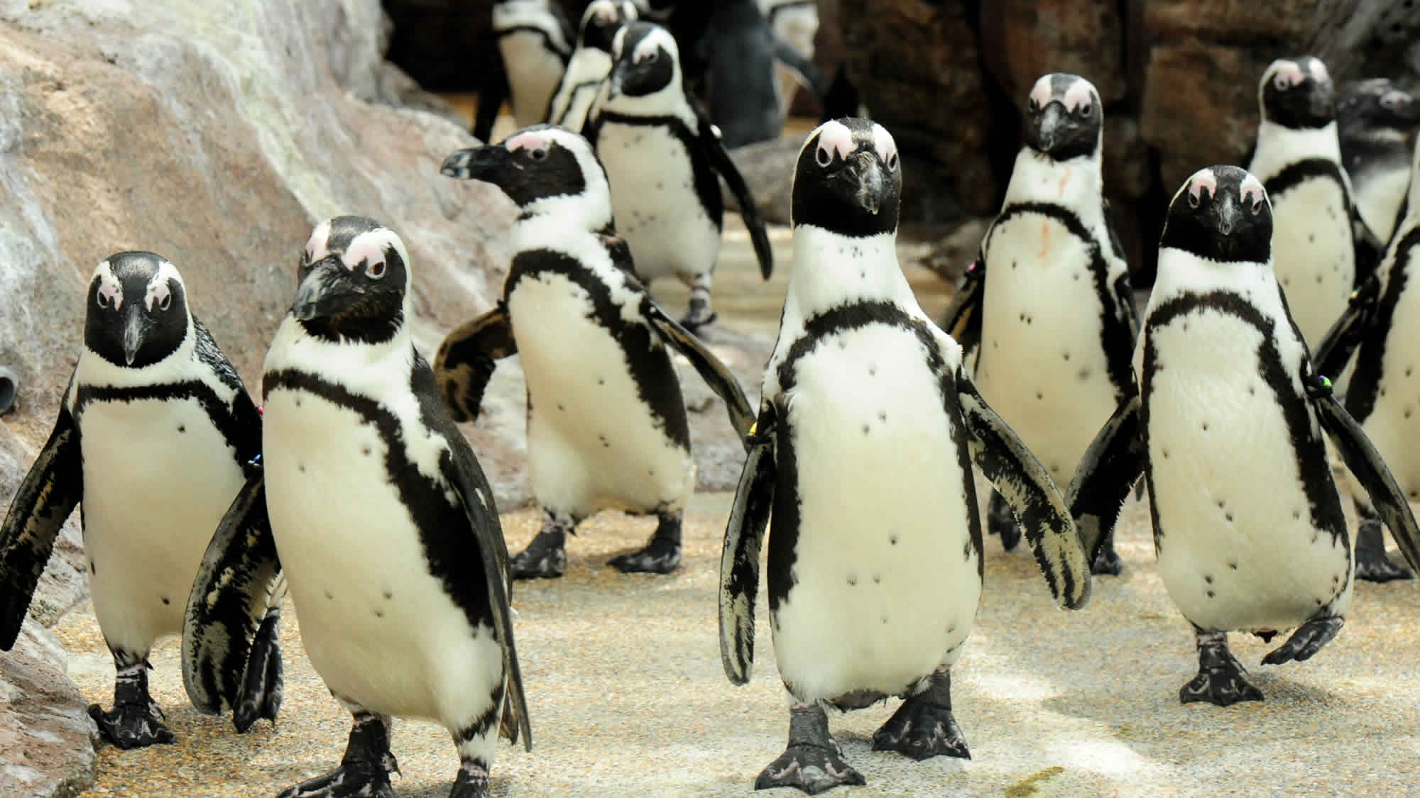 京都水族館