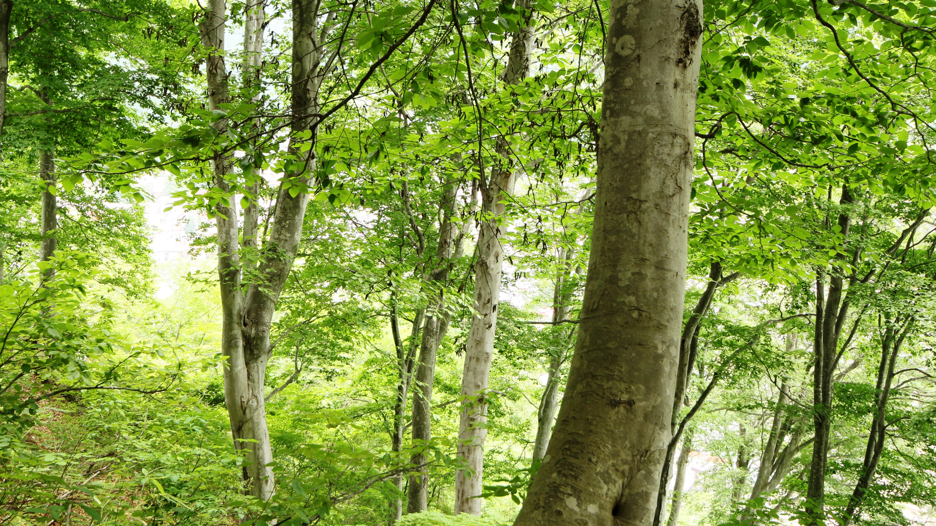 周辺・景色_トレッキング