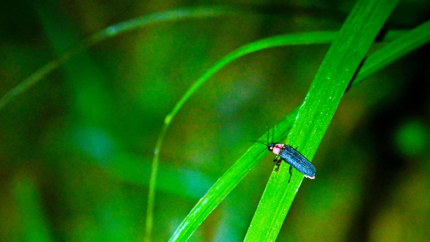 ホタル イメージ