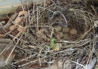 施設　軒下に小鳥の巣