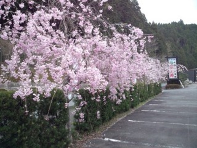 駐車場の枝垂桜