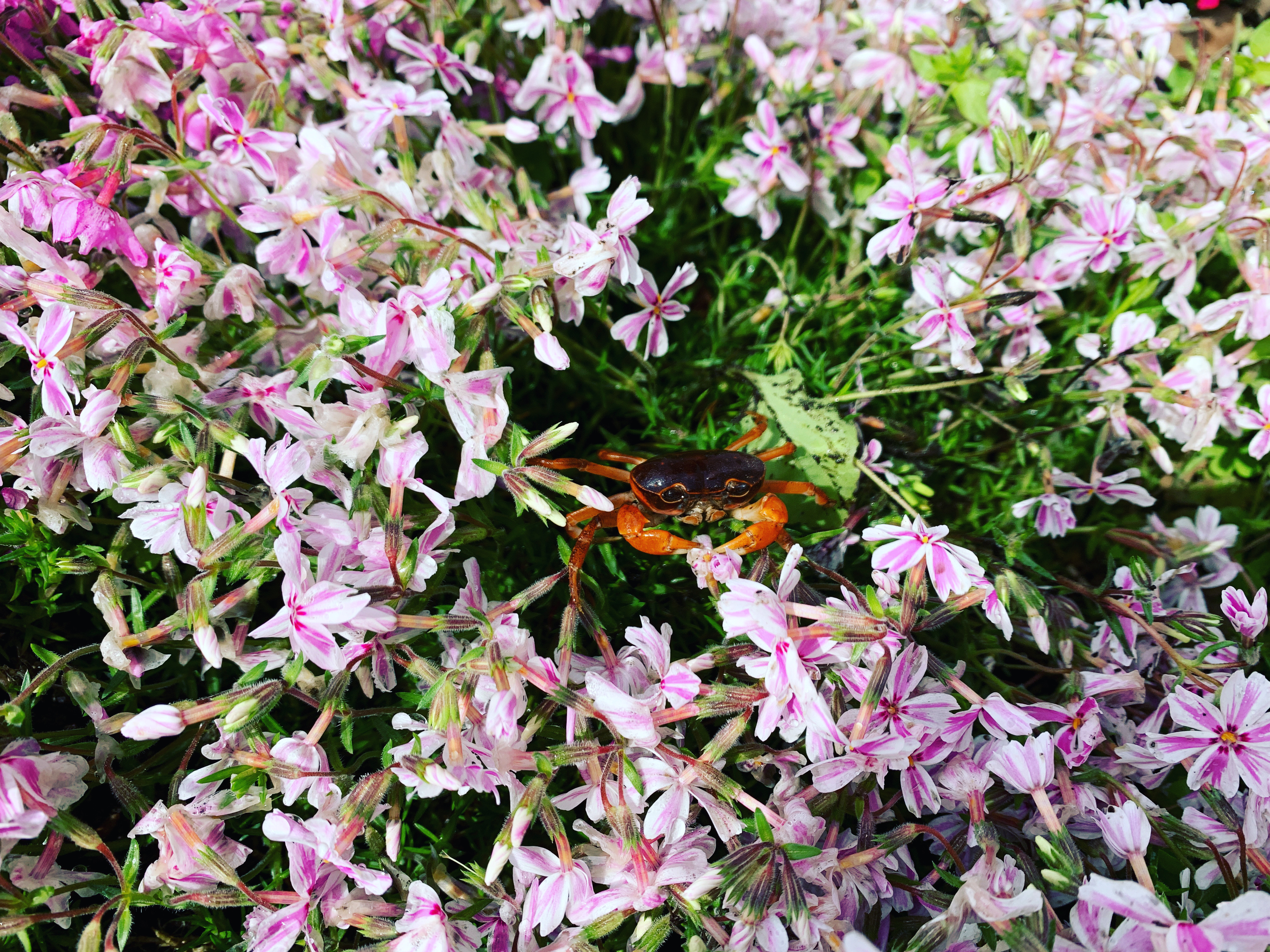 正面玄関　芝桜と沢蟹