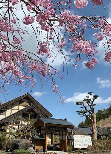 枝垂れ桜と翠紅苑さくら