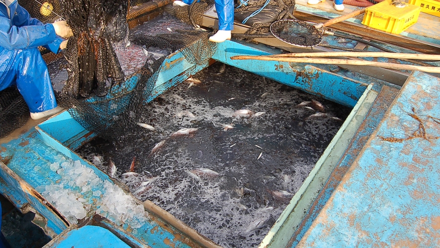 どんな魚が食べられるかは当日の漁次第！お腹を空かせてお越しください