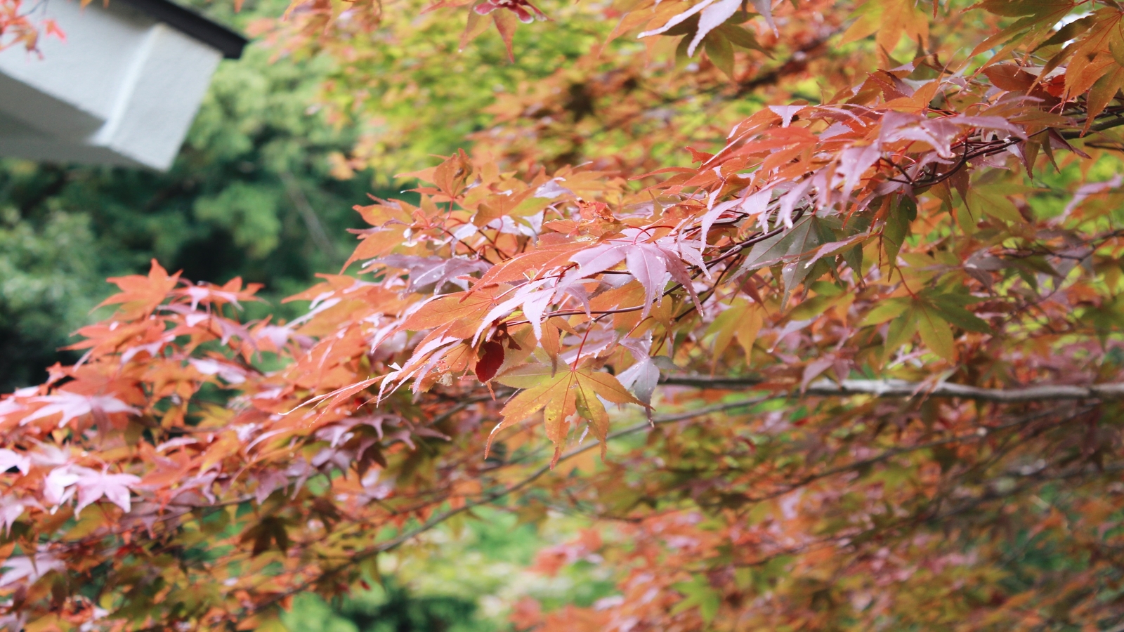 城崎　紅葉