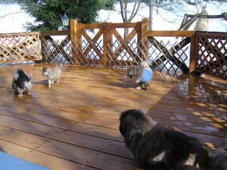 9.「雪の日のミニドッグラン」広めのテラスは小型犬の遊び場に♪