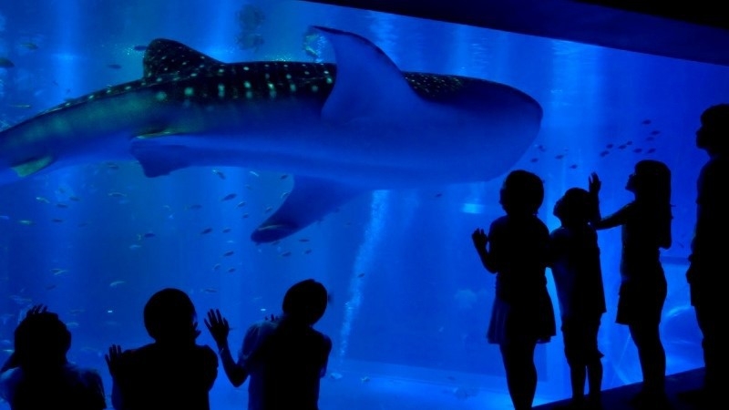 【のとじま水族館へ行こう！】水族館チケット付｜能登を満喫する舟盛会席膳プラン（お子様メニュー有）