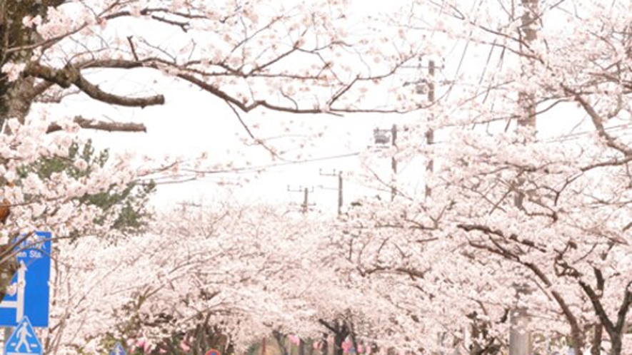 *周辺観光／伊豆高原の桜並木
