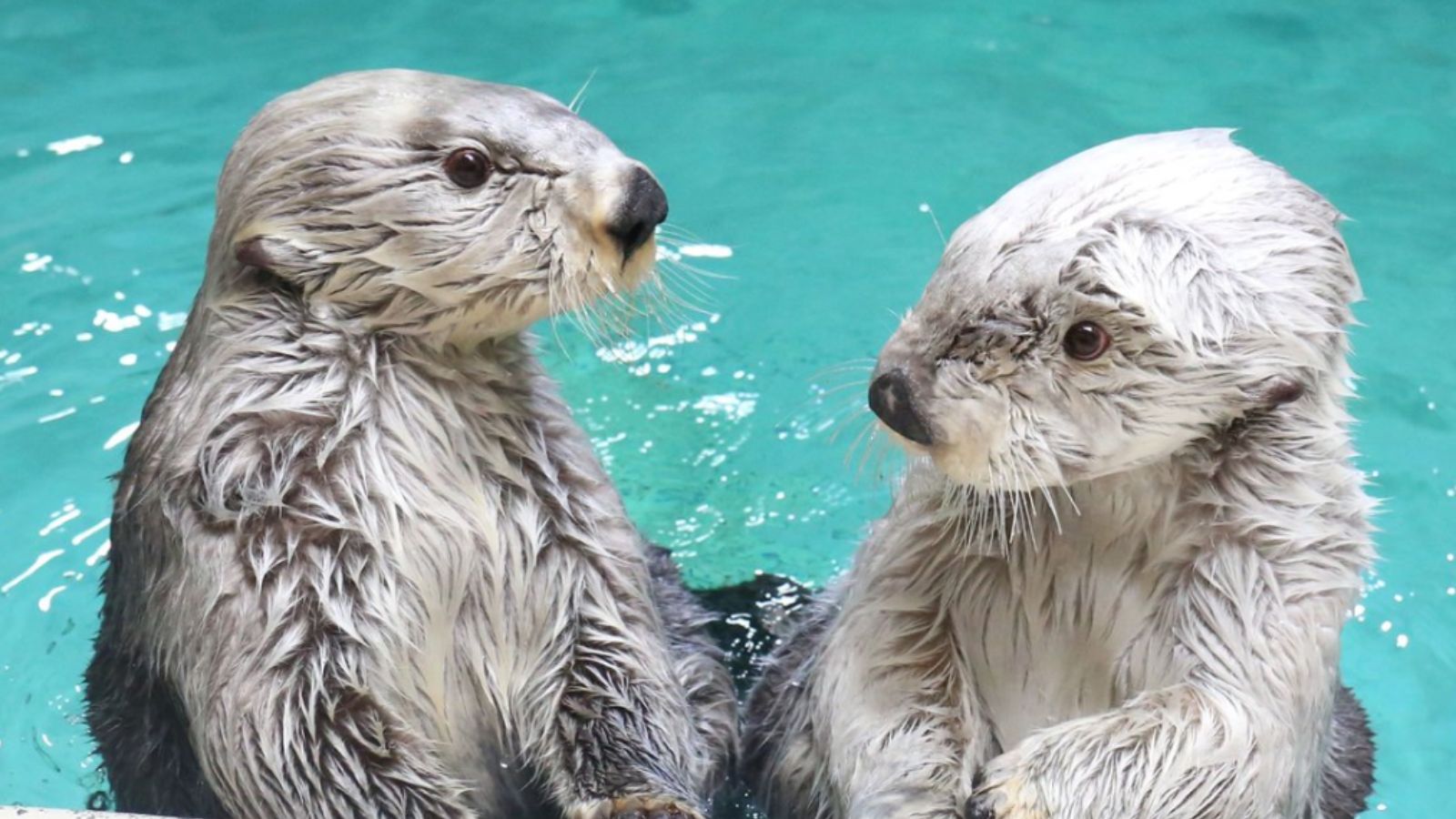 鳥羽水族館まで車で１０分！