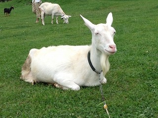 ハートランドにて