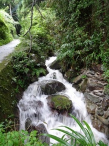 雷山の清流