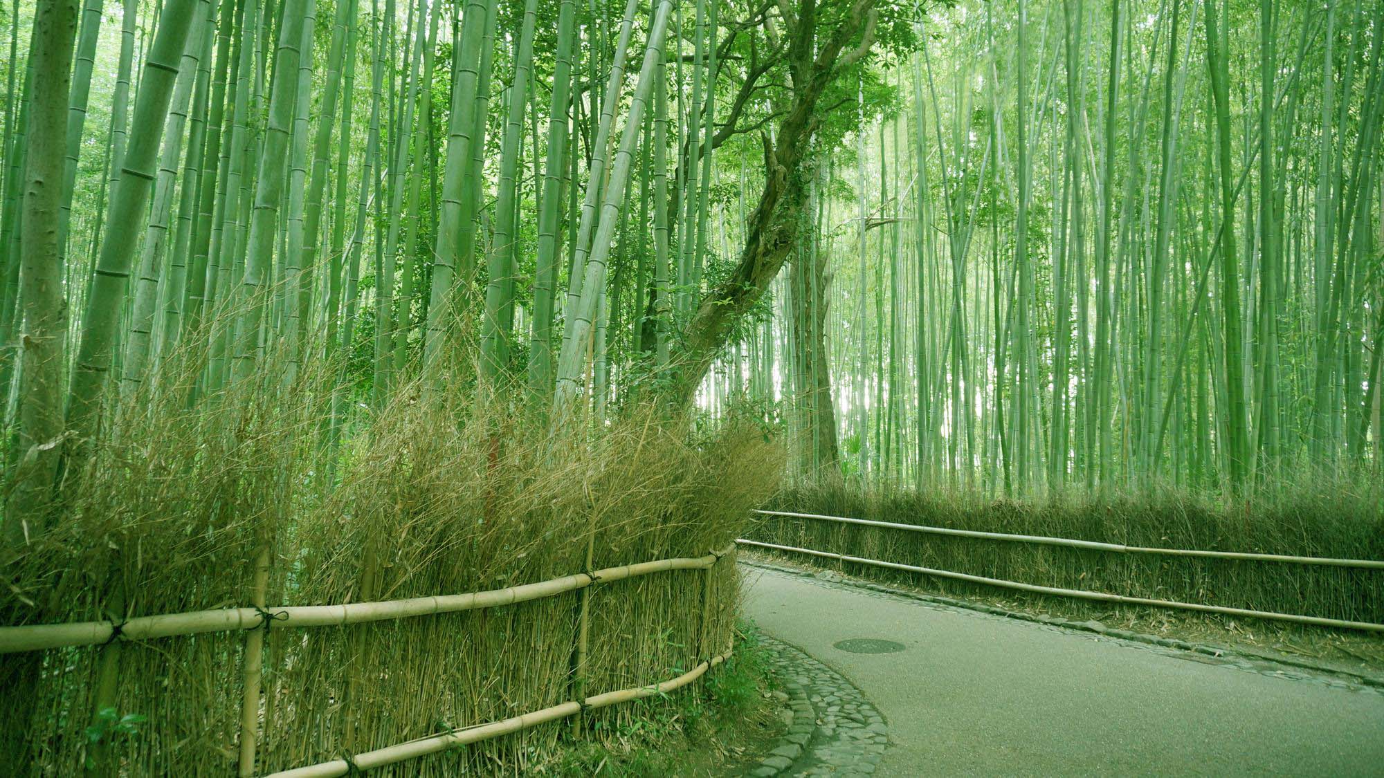 ・【竹林の小径】嵐山の自然あふれる定番スポット。季節を問わず楽しめます